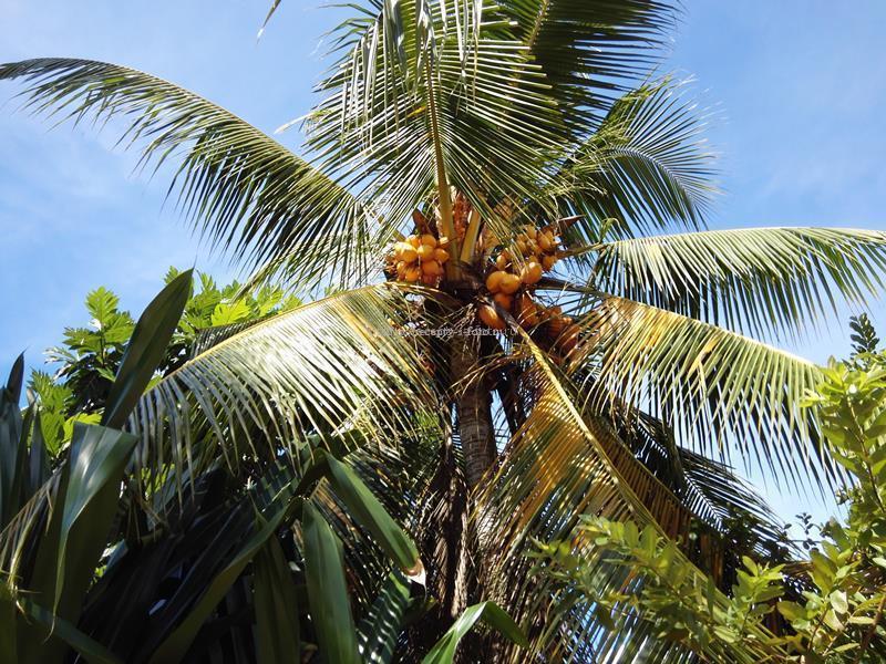 королевский кокос на пальме